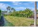 Lush backyard featuring a vast lawn with palm trees and privacy hedges, creating a tropical oasis at 1511 N Lake Shore Dr, Sarasota, FL 34231