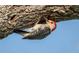 Red-bellied woodpecker clinging to the side of a tree at 425 30Th W Ave # C201, Bradenton, FL 34205