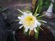 A close-up shows a beautiful white dragon fruit flower in full bloom, highlighting its delicate petals at 603 Ravenna N St, Nokomis, FL 34275