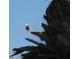 An eagle is perched high on a tree branch with a clear blue sky in the background at 603 Ravenna N St, Nokomis, FL 34275