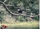 Beautiful shot of a bald eagle perched on a tree branch overlooking the water at 7300 Wax Myrtle Way, Sarasota, FL 34241