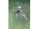 A swimming manatee in the water at 8625 Midnight Pass Rd # 305B, Sarasota, FL 34242