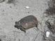 A turtle makes its way across gravel with shells lying nearby in a natural setting at 8625 Midnight Pass Rd # 305B, Sarasota, FL 34242