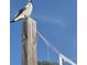 Seagull perched atop a wooden post with a volleyball net feature, set against a clear blue sky at 4104 128Th W St # 704, Cortez, FL 34215