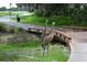 Two Sandhill Cranes near wooden bridge on golf course, showcasing the natural beauty at 8847 Colonels Ct, Sarasota, FL 34240