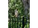 Beautiful backyard with black aluminum fence and wildlife, trees and greenery create a peaceful environment at 17108 Harvest Moon Way, Bradenton, FL 34211