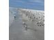 Beautiful beach with many royal terns gathered at 640 Fox St, Longboat Key, FL 34228