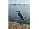 Great Blue Heron standing on dock overlooking water with boats in distance at 640 Fox St, Longboat Key, FL 34228