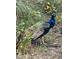 Vibrant peacock displays its colorful plumage among the lush green yard at 640 Fox St, Longboat Key, FL 34228