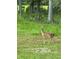 Backyard featuring a spotted fawn in a green meadow at 2230 Myakka Rd, Sarasota, FL 34240