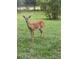 Deer on the property, highlighting the tranquil nature and abundant wildlife at 2230 Myakka Rd, Sarasota, FL 34240