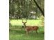 A deer stands in a field, surrounded by green grass and a wooded area at 2230 Myakka Rd, Sarasota, FL 34240