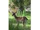 Deer in the lush foliage, showcasing the diverse wildlife in the property's natural setting at 2230 Myakka Rd, Sarasota, FL 34240