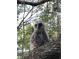 Young owl perched in a tree, showcasing the diverse wildlife on this property at 2230 Myakka Rd, Sarasota, FL 34240
