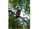 Owl perched in tree, showing natural and tranquil environment at 2230 Myakka Rd, Sarasota, FL 34240