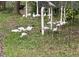 Local wildlife; White Ibis birds foraging on the property at 2230 Myakka Rd, Sarasota, FL 34240