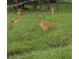 Local wildlife; a group of deer resting on the property at 2230 Myakka Rd, Sarasota, FL 34240