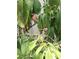 Yard featuring a vibrant red bird amidst lush greenery at 2230 Myakka Rd, Sarasota, FL 34240
