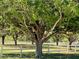 A majestic tree with sprawling branches creates a picturesque scene in a well-manicured lawn at 3551 Ridgeland Ct, Punta Gorda, FL 33982