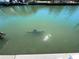 View of a dolphin swimming in the canal at 618 Gladstone Ln, Holmes Beach, FL 34217