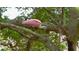 Pink bird perched in a tree at 5688 Pipers Waite # 50, Sarasota, FL 34235