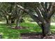 Scenic view of beautiful trees on a grassy green lawn at 402 Walls Way, Osprey, FL 34229