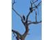 Two bald eagles perched in a tree against a clear blue sky, symbolizing freedom and natural beauty at 8612 Lunar Skye St, Sarasota, FL 34241