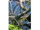 A turtle perched on a tree limb extending over a lake at 1862 Orangewood Ln, Sarasota, FL 34232