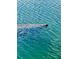 An up close view of a turtle in the ocean, showing its head and back in the clear blue water at 2039 Kai Dr, Sarasota, FL 34231