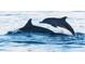 An ocean view showing dolphins swimming at 1426 19Th St, Sarasota, FL 34234
