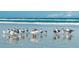 A group of royal terns and laughing gulls gather by the ocean shoreline at 3910 Cape Haze Dr, Rotonda West, FL 33947