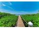 Wooden dock surrounded by lush greenery, leading out to serene waters for boating and waterfront enjoyment at 12204 45Th Avenue W Dr, Cortez, FL 34215