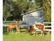 Exterior yard featuring two horses grazing on a sunny day, with a fence and home in the background at 2070 59Th St, Sarasota, FL 34243