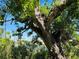 Tranquil backyard view featuring a large, beautiful shade tree near the waterfront at 306 Barlow Ave # 77, Sarasota, FL 34232