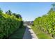Landscaped walkway bordered by neatly trimmed hedges offers a tranquil path at 12307 Blue Hill Trl, Bradenton, FL 34211