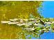 Beautiful pond with lily pads and heron standing on the edge at 7314 Mauna Loa Blvd, Sarasota, FL 34241