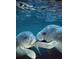 An underwater close-up of two manatees swimming together, their gray bodies illuminated by the filtered sunlight at 7810 San Juan Ave, Bradenton, FL 34209
