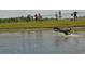 Dogs splashing and playing in the water at a community dog park at 11716 Strandhill Ct, Lakewood Ranch, FL 34202