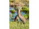 Two sandhill cranes stand in a grassy area with a swampy background at 11716 Strandhill Ct, Lakewood Ranch, FL 34202