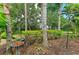 Landscaped backyard with palm trees, mature trees, and green bushes at 7278 Lismore Ct, Lakewood Ranch, FL 34202