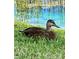 A mottled duck rests in the grass near a pond reflecting green reeds and a blue sky at 3736 82Nd Avenue E Cir # 104, Sarasota, FL 34243
