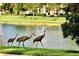 Scenic view of a pond with three sandhill cranes enjoying the waterfront at 3736 82Nd Avenue E Cir # 104, Sarasota, FL 34243