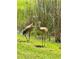 Two sandhill cranes grazing in the grass at 3736 82Nd Avenue E Cir # 104, Sarasota, FL 34243