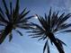 Two palm trees under a blue sky on a sunny day give tropical vibes to this home at 12272 Stuart Dr, Venice, FL 34293
