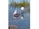 Birds wading in a pond with tall grassy reeds in a nature preserve at 12272 Stuart Dr, Venice, FL 34293