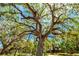 Beautifully maintained, mature tree providing ample shade for the surrounding neighborhood at 7299 S Leewynn Dr, Sarasota, FL 34240