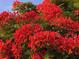 Red blossoms adorn this property creating a tropical oasis at 4136 Cascade Falls Dr, Sarasota, FL 34243