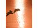 Tranquil waterfront scene features the silhouettes of two pelicans in flight against a sparkling orange sunset at 4760 Gulf Of Mexico Dr. Villa 7, Longboat Key, FL 34228