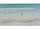 Seagull standing at the shoreline looking towards the calm ocean waters and blue skies at 5963 Midnight Pass Rd # 355, Sarasota, FL 34242