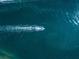 Aerial view of a speed boat leaving a white wake in dark, deep blue ocean at 1186 Center Pl, Sarasota, FL 34236
